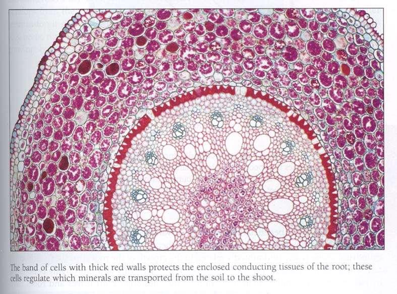 ANATOMIA DA RAÍZ Raiz de monocotiledónea adulta estrutura 1ª - Feixes vasculares simples e radiais