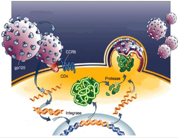 Almeida, RR 8 A formação de uma nova partícula viral ocorre em um processo coordenado.