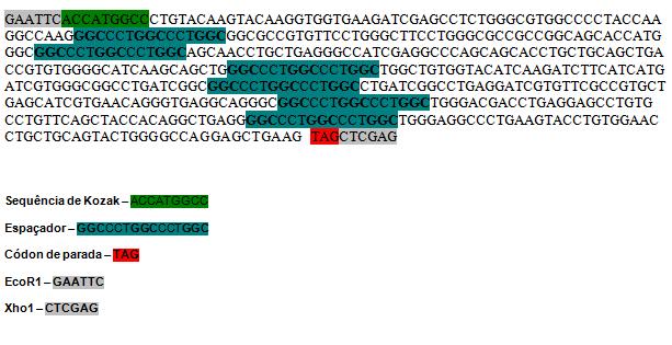 Sequência nucleotídica dos genes sintéticos HIVBr27 (B) e