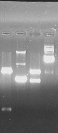 Almeida, RR 47 HIVenv7 HIVBr27 D ND D ND 3000 pb 1650 pb 1000 pb 500 pb Figura 8: Análise da integridade dos genes HIVenv7 e HIVBr27, subclonados no vetor pvax1.
