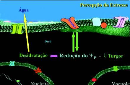 A perda de água pela célula altera o potencial de pressão (tensão física; turgor) e o potencial osmótico (concentração) dessas células.