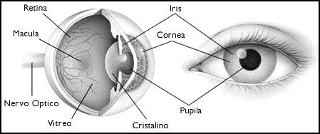 5 Figura 1 Estrutura geral do olho Fonte: (Milbratz, 2000) Quadro 1 - Funções das partes do olho Partes do Olho Córnea Íris Pupila Cristalino Retina Mácula Nervo Óptico Vítreo Funções Estrutura