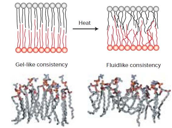Membrana Plasmática Fluidez da membrana Efeitos de diferentes fosfolipídios na forma e fluidez da membrana A composição de uma membrana