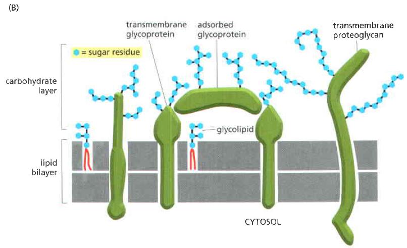 Membrana Plasmática Glicosilação da membrana Há transferência
