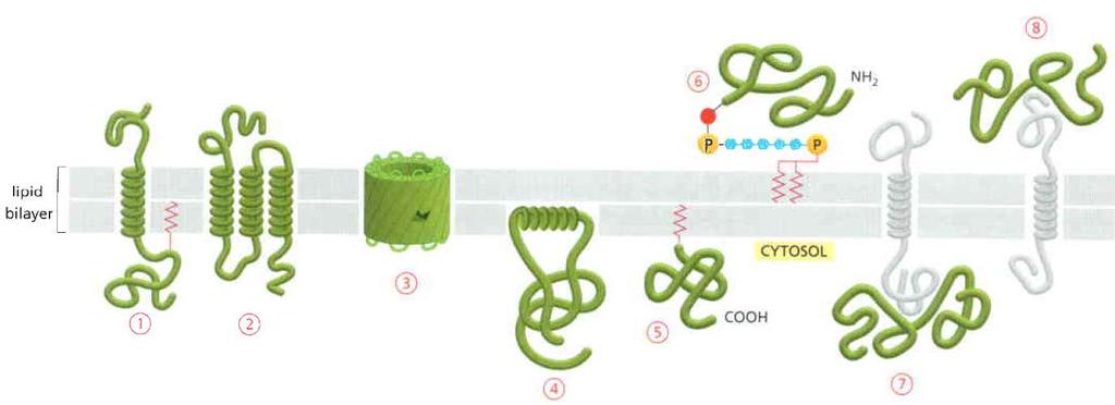 Proteínas de Membrana Visão Geral das Proteínas de Membrana As proteínas de membrana relacionam se processos