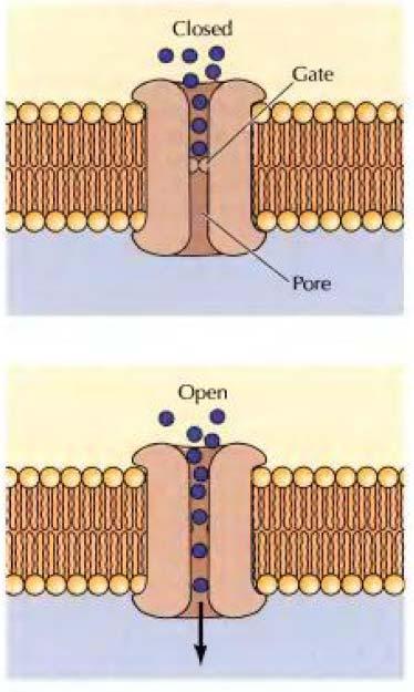 Proteínas de Membrana Visão Geral