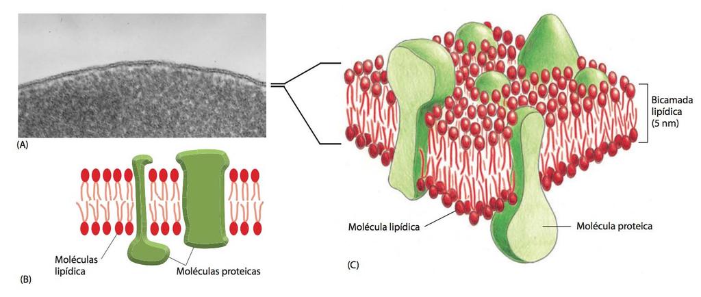 Membrana Plasmática A bicamada de lipídios Três visões de uma membrana celular Uma micrografia eletrônica da membrana plasmática (de um eritrócito humano) vista em
