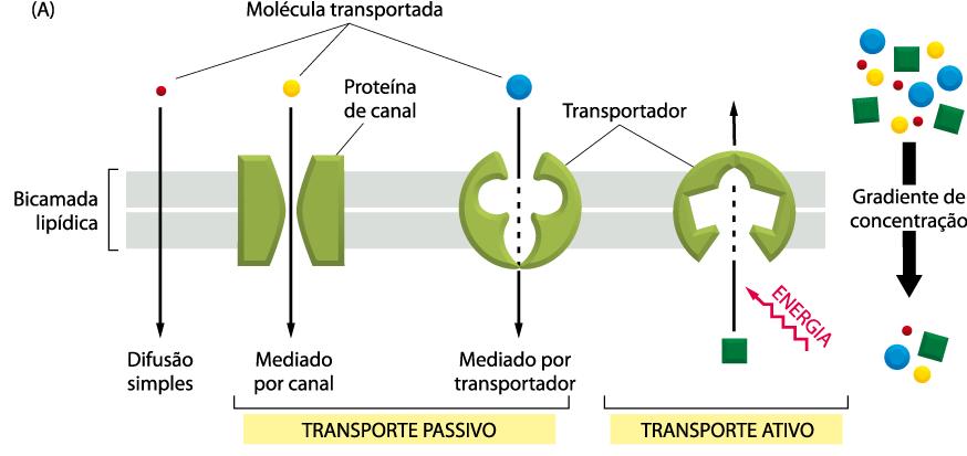 Transporte transmembrana Gradiente de concentração e transporte de moléculas De acordo com o gradiente de