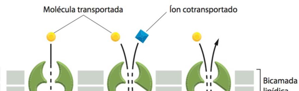 íon e os outros 3 tipos de transporte ocorrem mediados por alterações na conformação das