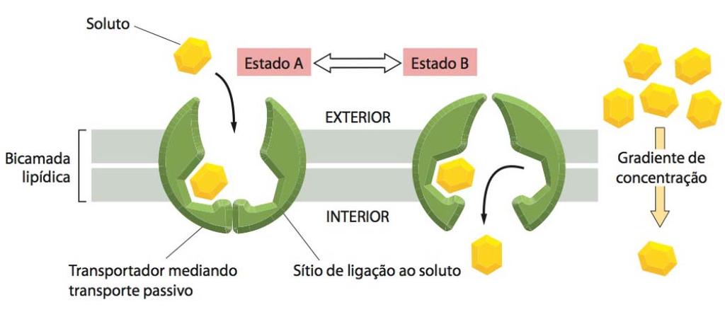 Transporte Passivo Tipos de transporte de moléculas A mudança da