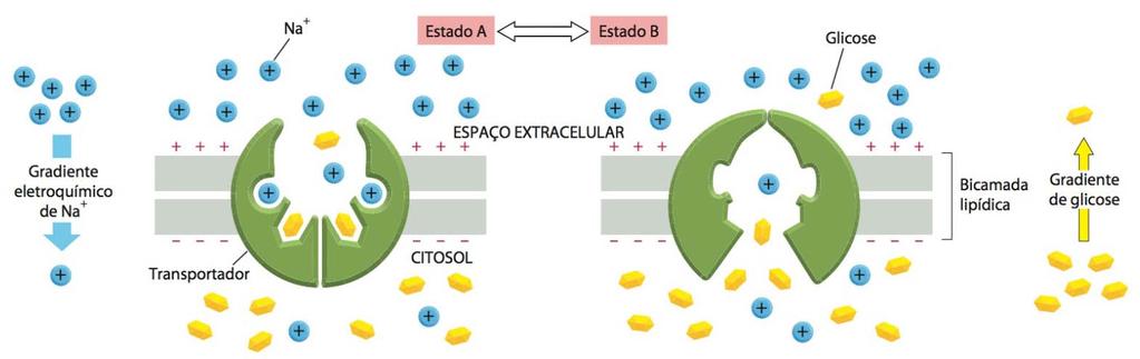 transporte antiporte onde uma molécula de glicose é transportada