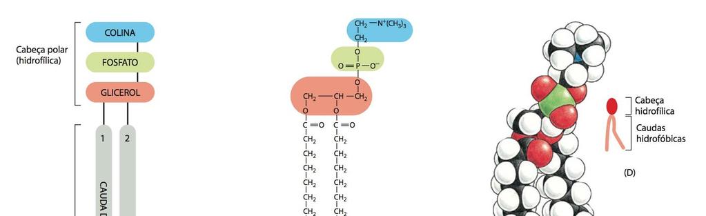 Membrana Plasmática Composição química dos fosfolipídios A estrutura básica