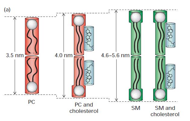 Membrana Plasmática Fluidez da membrana Efeitos de diferentes fosfolipídios na forma e