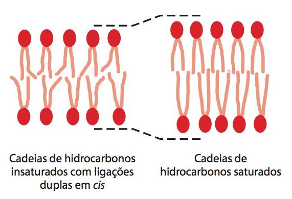 insaturações podem nos dizer muito sobre sua forma e fluidez.