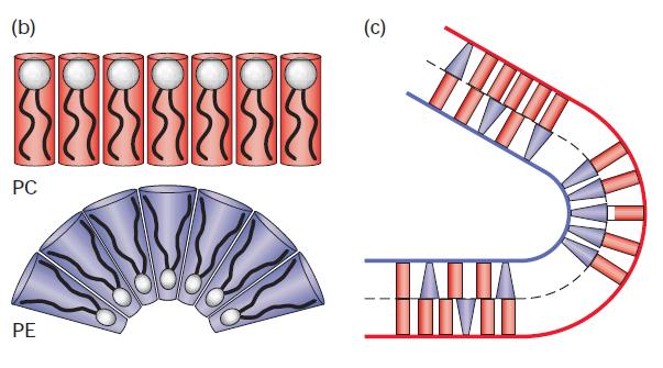 Membrana Plasmática Fluidez da membrana Efeitos de diferentes fosfolipídios na forma e fluidez da membrana A composição de uma