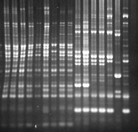 M 1 2 3 4 5 6 7 8 9 10 11 12 13 14 15 16 17 2000 pb 1000 pb 500 pb FIGURA 2 - Produto da amplificação do DNA de isolados de Ralstonia solanacearum por PCR-BOX.