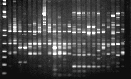 biovares 1 e 2 em dois grupos distintos e a similaridade entre as estirpes de R. solanacearum foi bastante elevada, superior a 85% para RAPD (Apêndice 1).