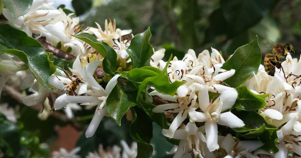 14 Artigo Cafeicultura Sustentável CECAFÉ e CETCAF: Juntos para uma cafeicultura cada vez mais sustentável A evolução da cafeicultura brasileira está diretamente relacionada aos trabalhos de