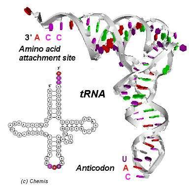 II RNA Ribossomal (RNAr): faz parte da estrutura do ribossomo.
