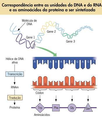 Propriedades do Código Genético a) Cada 3 nucleotídeos (códon) determinam um aminoácido: AAG CTT CGG GAA CTA UUC GAA GCC CUU GAU Phe Gli Ala Leu Asp