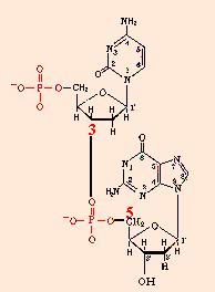 Síntese dos Ácidos Nuclêicos 5 5 4 3 2 1 5 4 3 5 4 3 2 1