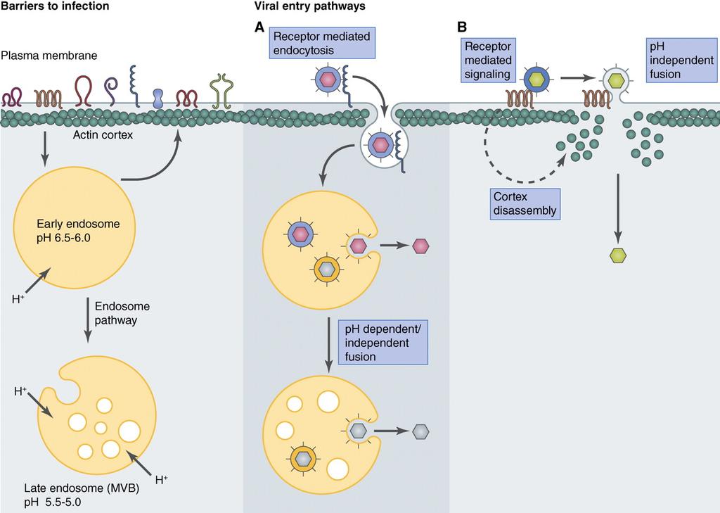 Virus entry strategies.