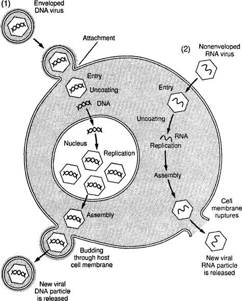 Replicação Etapas da replicação viral: 1. Adsorção do vírus a um receptor membranar 2. Penetração do vírus e libertação do ácido nucleíco (descapsidação) 3.