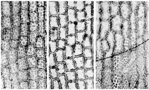 Questão 10 Três preparações de alga foram iluminadas por feixes de luz perpendiculares, de diferentes intensidades. Observe as fotomicrografias A, B e C. A B C (Adaptado de ALBERTS, Bruce et alii.