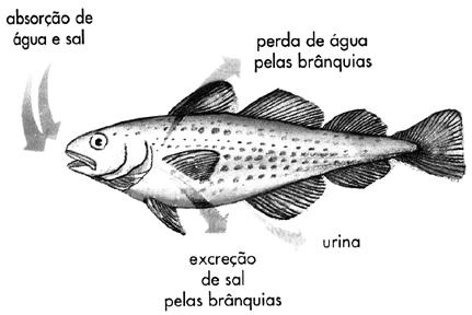 Questão 16 A figura abaixo demonstra alguns aspectos da osmorregulação em peixes ósseos vivendo em ambiente marinho. (AMABIS & MARTHO. Biologia dos organismos. São Paulo: Moderna, 1995.