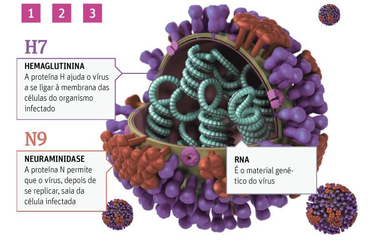 ela também se localiza no envelope do vírus, e é a segunda proteína mais comum, depois da hemaglutinina.