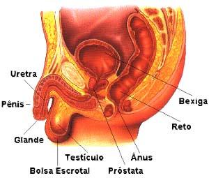 Nas mulheres, a região genital permite o crescimento de muitos microrganismos. O equilíbrio entre esses microrganismo depende de níveis hormonais e do ph local.