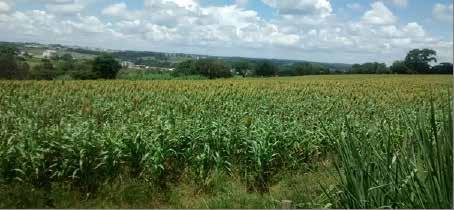 ha em 2.070 hectares. As plantas estão apresentando bom desenvolvimento, não havendo registro de danos devido a pragas e doenças ou pelo veranico ocorrido em janeiro.