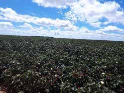 Esse aumento se deve ao incremento na área de algodão do município de Currais. O plantio, que foi iniciado na segunda quinzena de dezembro, está finalizado.