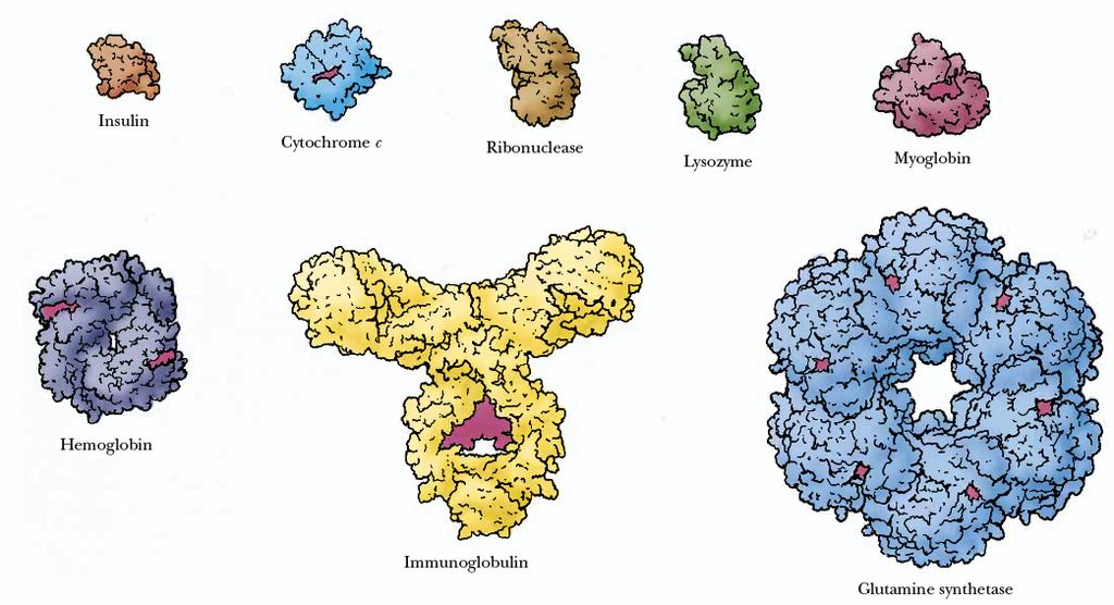 Proteínas: Estrutura e Função As proteínas