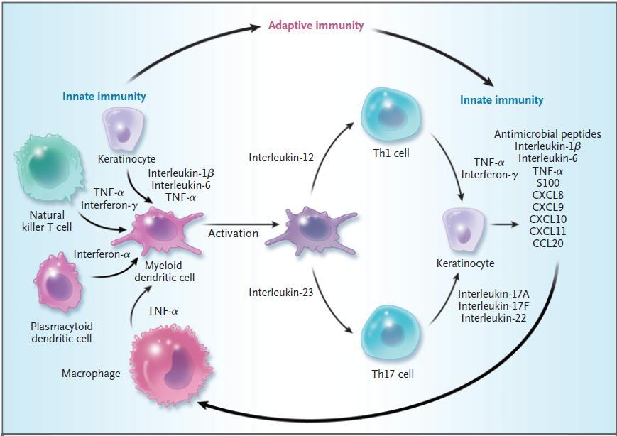 23 através da produção de citocinas 3. Na figura 1 constam as principais células e mediadores envolvidos no processo inflamatório inato da psoríase.
