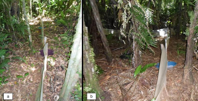 18 Em cada transecção foram dispostos quatro grupos, que continham quatro baldes cada, totalizando 16 pitfall por transecção, os quais foram dispostos a 2,5 m de distância entre si e a 10 m de