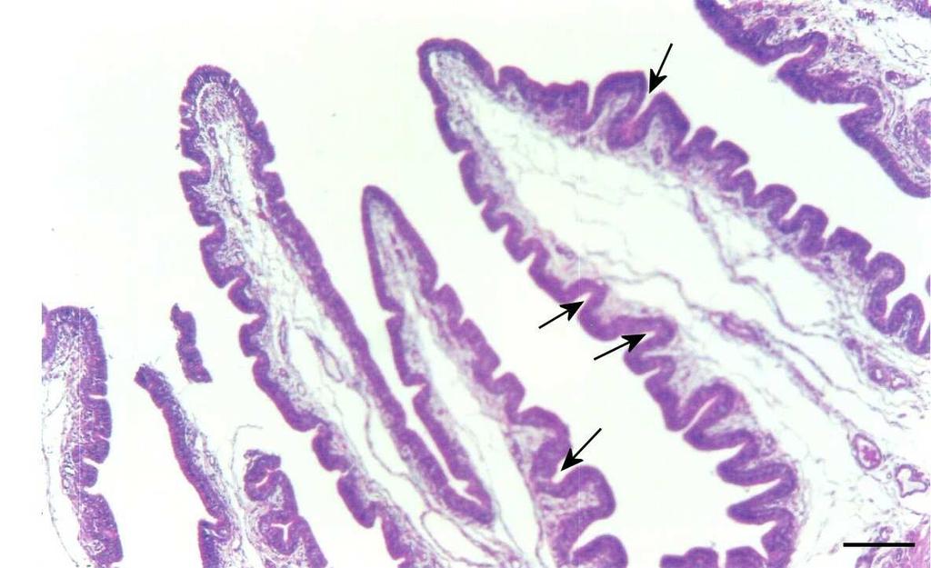 36 4.4. Período de armazenamento e contagem dos espermatozóides na espermateca As espermatecas das galinhas foram observadas macroscopicamente como uma região da mucosa vaginal muito pregueada.