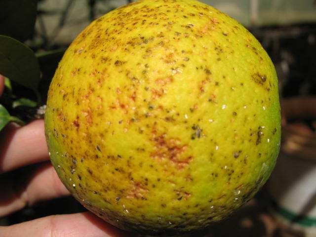 24 A B Figura 2. Sintomas de mancha preta do citros em frutos de laranjeira Pêra-Rio inoculados com suspensão de conídios de Phyllosticta citricarpa contendo 10 8 conídios.ml -1.