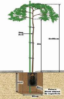 8. PLANTIO O plantio das árvores deve ser executado em berços de dimensões apropriadas.