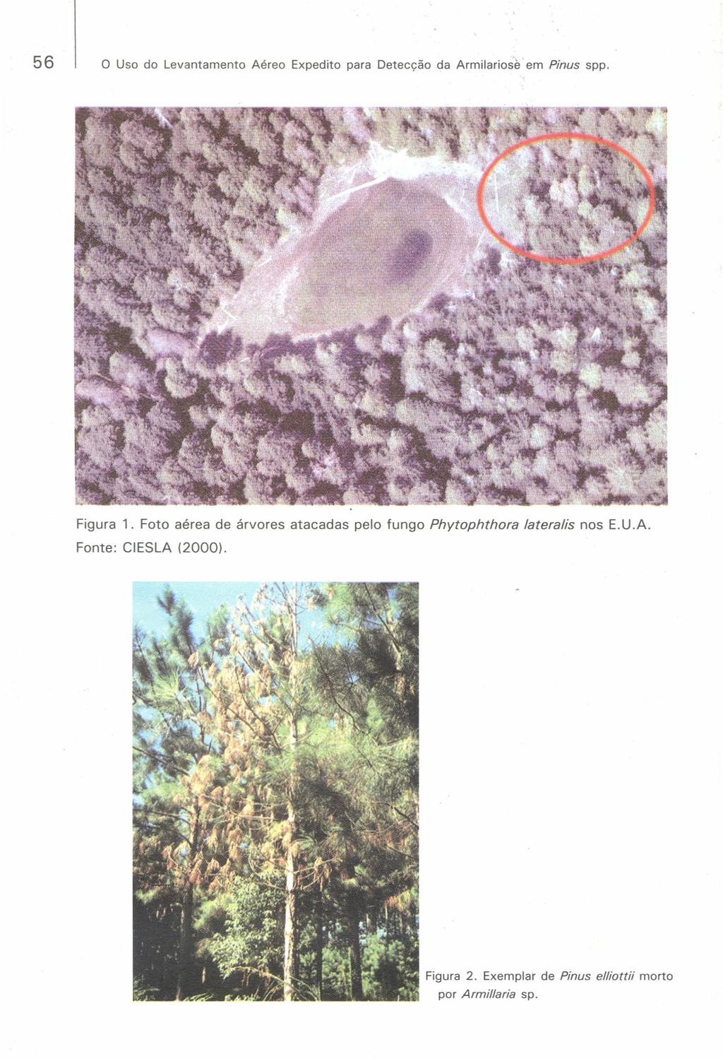 56 o Uso do Levantamento Aéreo Expedito para Detecção da Armilariose em Pinus spp. Figura 1.