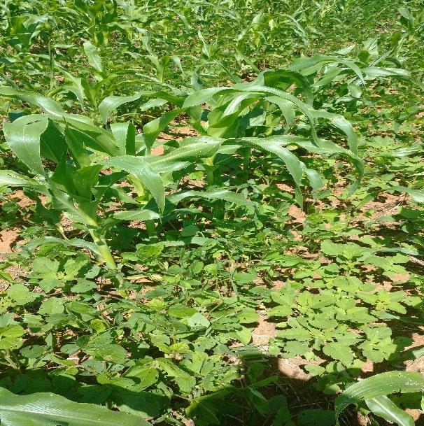 Figura 2 Presença de plantas voluntárias de soja e outras plantas daninhas em lavoura de