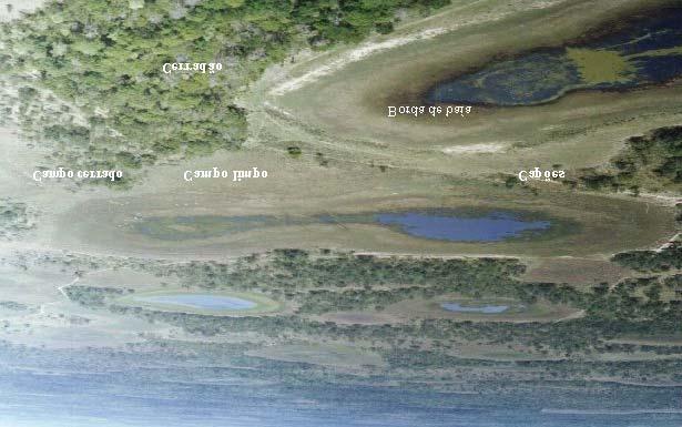 O Pantanal é constituído por várias fitofisionomias (unidades de paisagem) que compõem um conjunto de hábitats.