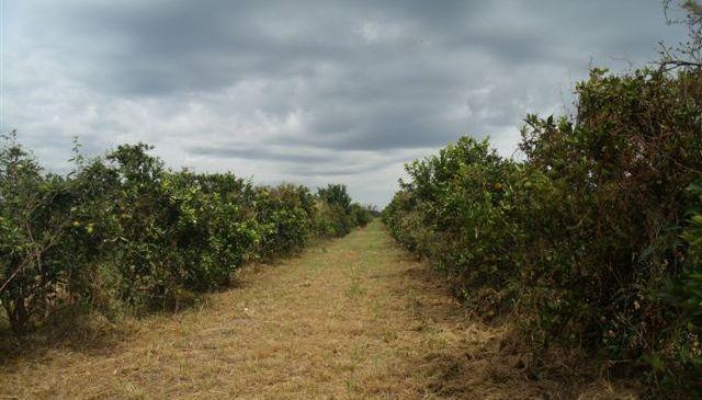 Portanto, para tornar viável a condução do experimento de colonização e estabelecimento das populações de ácaro em citros, as