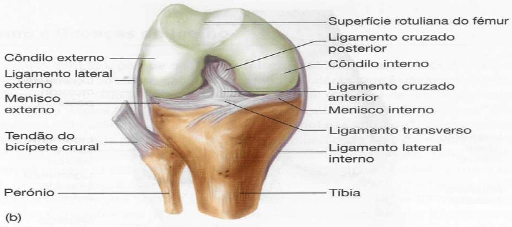 articulares durante os movimentos de articulação (figura 9). A articulação do joelho é reforçada pelos ligamentos colaterais, um de cada lado.