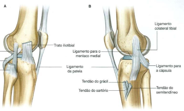 MEDIDA DA DEFORMAÇÃO DO LCA Figura 51 Ligamentos colaterais da articulação do joelho. A. Vista lateral. B. Vista medial Fonte: (Drake et al., 2004) II.