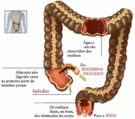 distal >> Armazenamento Movimento muito lentos; Com características