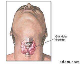 ANATOMIA Glândula tireoide Abaixo da cartilagem cricóide Divide-se em 2 lobos (direito e esquerdo)