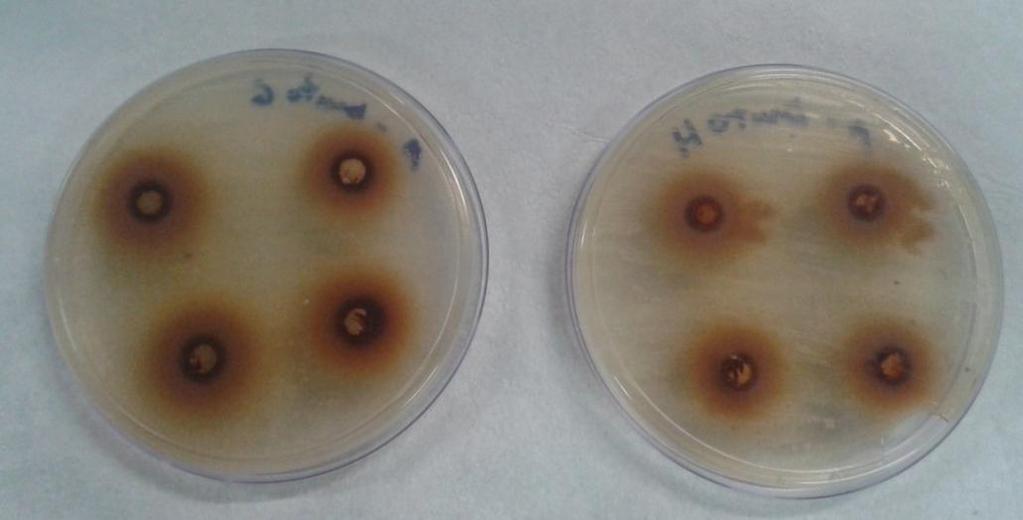 Ação do extrato hidroalcoólicos diluição 50μL/ml sobre a cepa Staphylococcus aureus formação de halos de inibição.