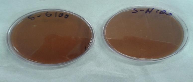 Figura 3. Método ágar diluição para avaliação e pesquisa de atividade antimicrobiana dos extratos glicólicos e hidroalcoólicos de S. adstringens (barbatimão).