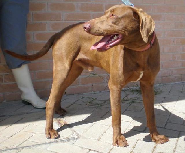 O Jimmy é um cão saudável, sociável, está habituado a viver dentro de casa, gosta de crianças e é muito bonito! Tem tudo para ser um cão perfeito.